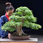 บอนไซ ID597: Kaede Maple