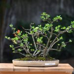 Tree ID 299 : Chojubai - forest