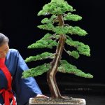 Bonsai ID 463 : บอนไซ Shimpaku