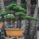 Tree ID 386 : บอนไซสนใบพาย