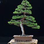 Bonsai ID 442 : บอนไซ Itoigawa Shimpaku