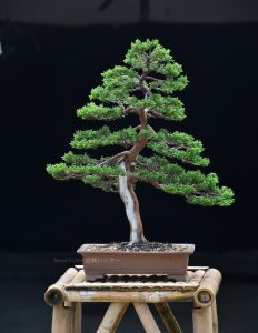 Bonsai ID 442 : บอนไซ Itoigawa Shimpaku