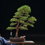บอนไซ ID715: สน Itoigawa Shimpaku