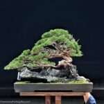 บอนไซ ID724: Itoigawa Shimpaku Root over rock