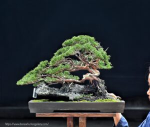 บอนไซ ID724: Itoigawa Shimpaku Root over rock