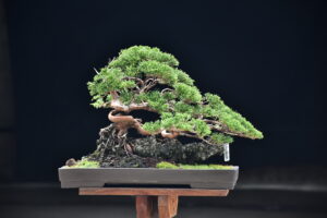 บอนไซ ID724: Itoigawa Shimpaku Root over rock - Image 2