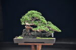 บอนไซ ID724: Itoigawa Shimpaku Root over rock - Image 2