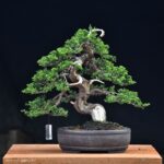 บอนไซ ID722: สน Itoigawa Shimpaku