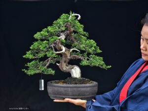 บอนไซ ID722: สน Itoigawa Shimpaku - Image 3