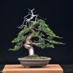 บอนไซ ID721: สน Itoigawa Shimpaku