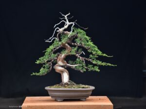 บอนไซ ID721: สน Itoigawa Shimpaku