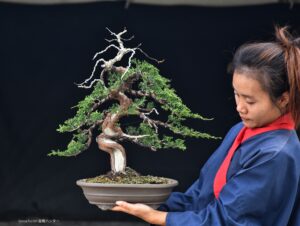 บอนไซ ID721: สน Itoigawa Shimpaku - Image 3