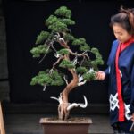 บอนไซ ID723 : สน Kishu Shimpaku