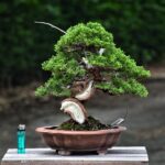 บอนไซ ID728: Itoigawa Shimpaku