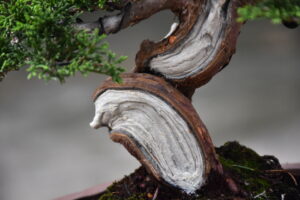 บอนไซ ID728: Itoigawa Shimpaku - Image 2