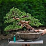 บอนไซ ID730: Itoigawa Shimpaku