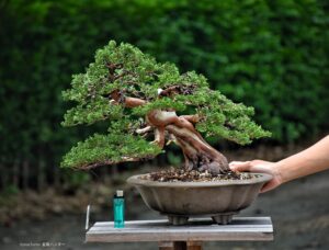 บอนไซ ID730: Itoigawa Shimpaku