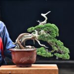 บอนไซ ID753: Shimpaku- Slanted style