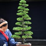 บอนไซ ID731: Tsuyama Hinoki - formal upright