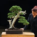 Bonsai ID 460 : บอนไซ Shimpaku