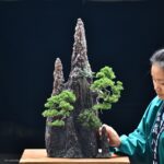 บอนไซ ID743: Ito Shimpaku Rock planting style