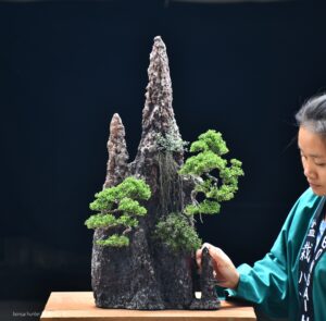 บอนไซ ID743: Ito Shimpaku Rock planting style
