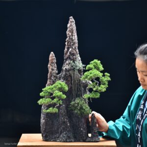 บอนไซ ID743: Ito Shimpaku Rock planting style
