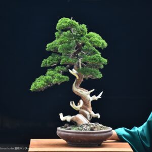 บอนไซ ID751: Itoigawa Shimpaku