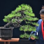บอนไซ ID745: สน Japanese Black Pine- Cascade style