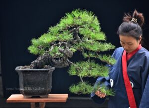 บอนไซ ID745: สน Japanese Black Pine- Cascade style