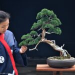 บอนไซ ID748: Shimpaku- Slanted style