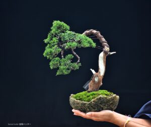 บอนไซ ID749: Shimpaku- Bunjin Style