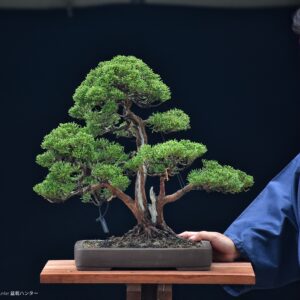 บอนไซ ID752: Shimpaku-Multitrunk style