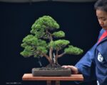 บอนไซ ID752: Shimpaku-Multitrunk style