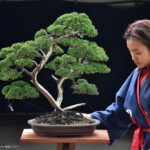 บอนไซ ID738: Itoigawa Shimpaku multi trunk
