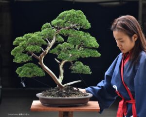 บอนไซ ID738: Itoigawa Shimpaku multi trunk
