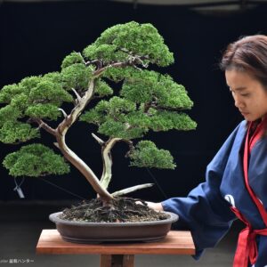 บอนไซ ID738: Itoigawa Shimpaku multi trunk
