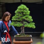 บอนไซ ID755: สน Japanese Black Pine - Formal upright