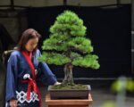 บอนไซ ID755: สน Japanese Black Pine - Formal upright