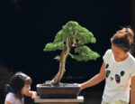 Tree ID 368: Shimpaku - Image 2