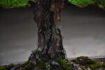 บอนไซ ID755: สน Japanese Black Pine - Formal upright - Image 5