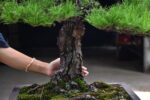 บอนไซ ID755: สน Japanese Black Pine - Formal upright - Image 4