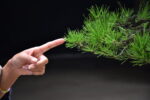 บอนไซ ID755: สน Japanese Black Pine - Formal upright - Image 2
