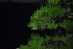 บอนไซ ID755: สน Japanese Black Pine - Formal upright - Image 3