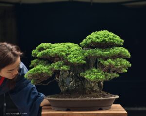 บอนไซ ID754: Itoigawa Shimpaku- Rock climbing style - Image 3