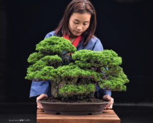 บอนไซ ID754: Itoigawa Shimpaku- Rock climbing style