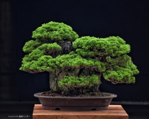 บอนไซ ID754: Itoigawa Shimpaku- Rock climbing style - Image 2