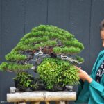 บอนไซ ID760: Shimpaku Rock Planting Style