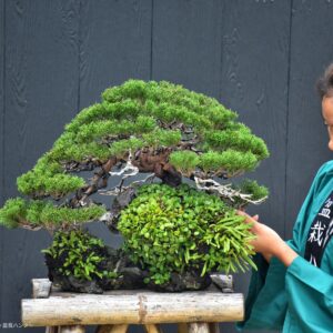 บอนไซ ID760: Shimpaku Rock Planting Style