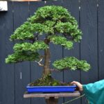 บอนไซ ID708: สน Tsuyama Hinoki